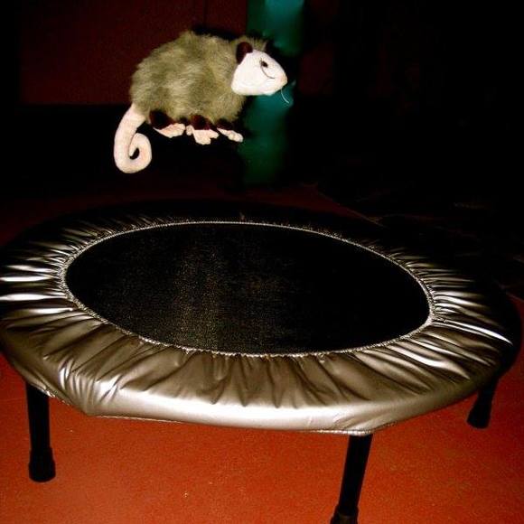 Meet your Posher, Cedric - Picture 1 of 1